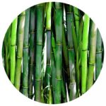 Collagen Powder Blend (collagene)