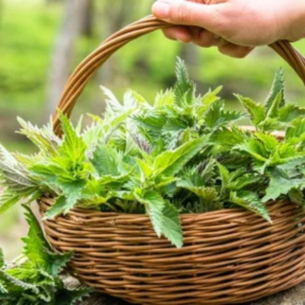 Detox Tea, 30 filter vrečk