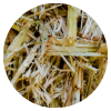 Energy Plus